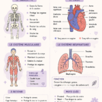 Notes de révision détaillées en anatomie pour étudiants en médecine.