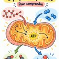 Illustration simplifiée expliquant la respiration cellulaire.